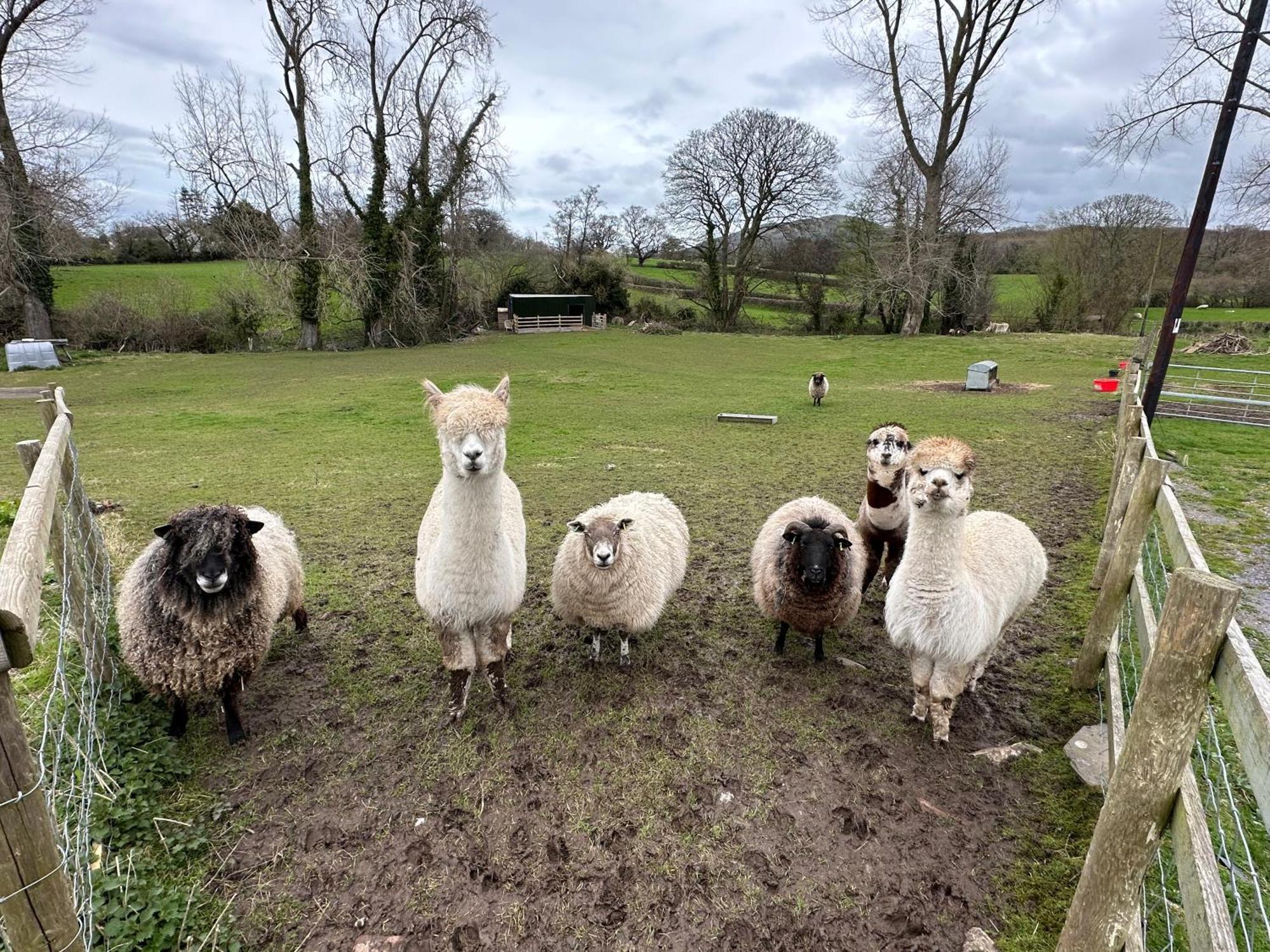 Dwylig Isa Holiday Cottages Rhuddlan ภายนอก รูปภาพ